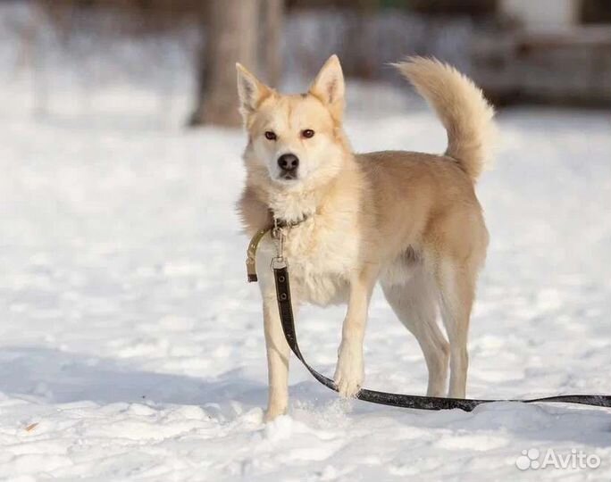 Снежок ищет дом