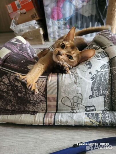 Абиссинская