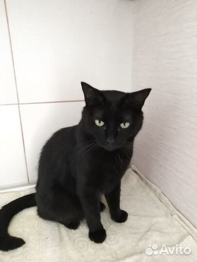 Жизнь у кота одна и так мало времени для радости