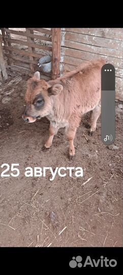 Корова дойная с телёнком