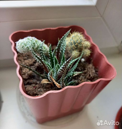 Суккуленты,кактусы