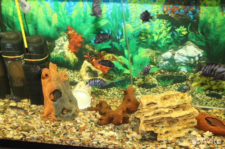 Рыбки аквариумные Цихлиды зебры