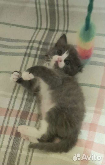 Котенок мальчик 4 недели