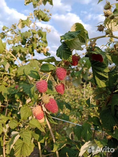 Малиновое варенье