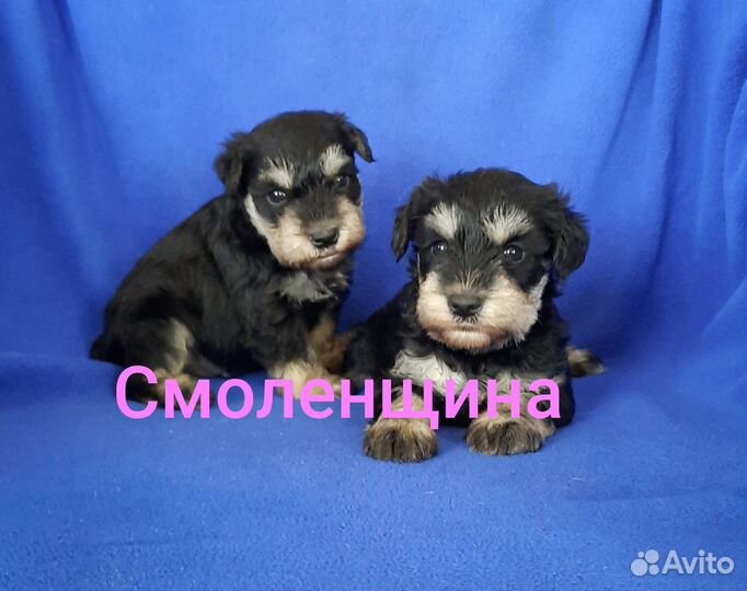 Щенки цвергшнауцера разных окрасов