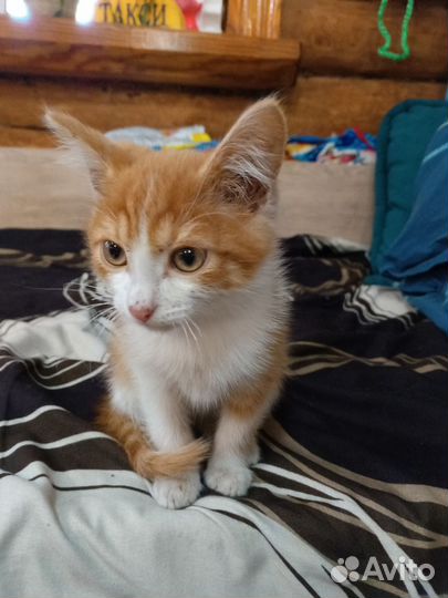 Отдам рыжего котенка