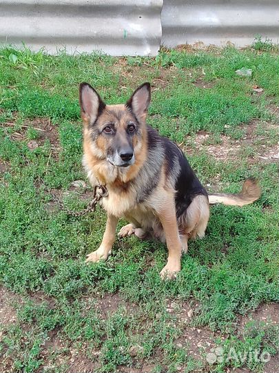 Щенки немецкой овчарки