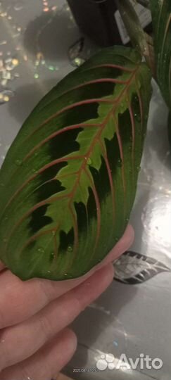 Маранта триколор