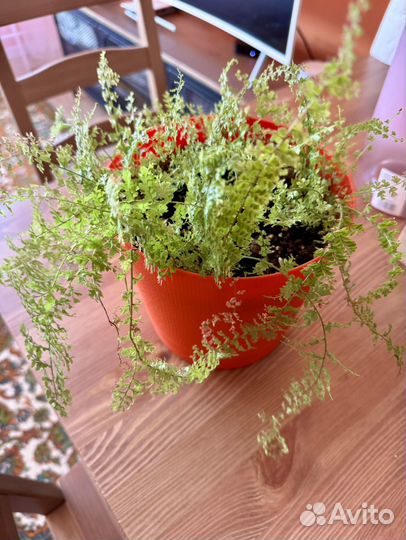 Папоротник в горшке