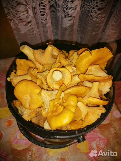 Лисички грибы