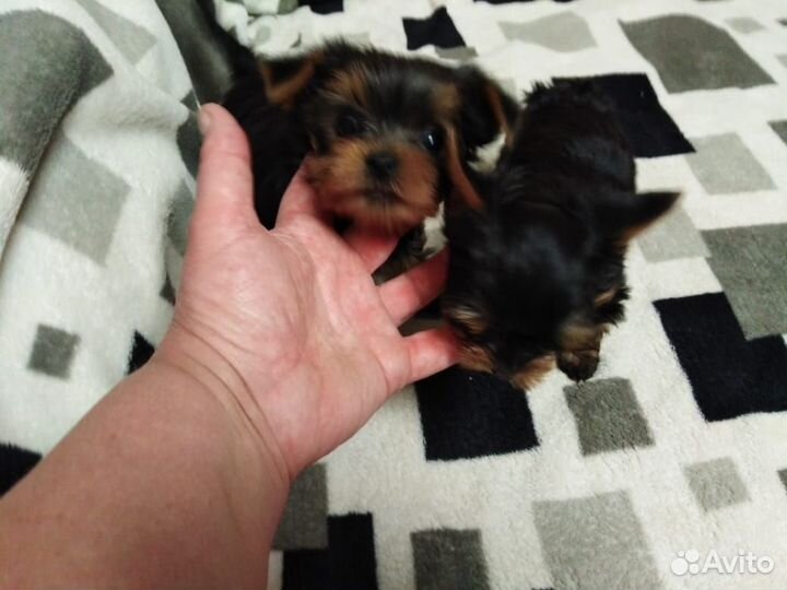 Йоркширский терьер щенки