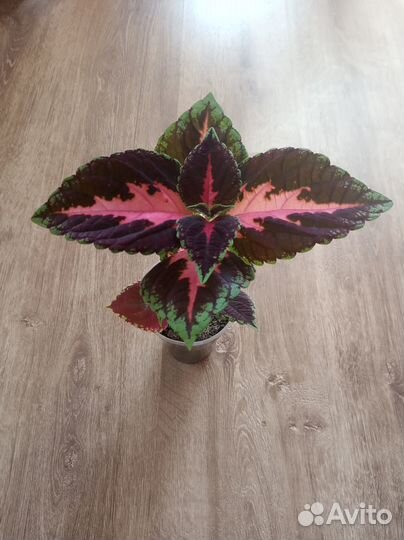 Продается Колеос, фиалка, дримиопсис