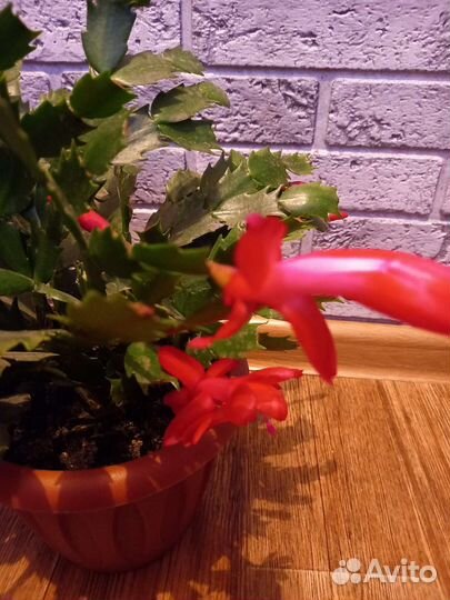 Декабрист белый