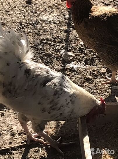 Молодые петухи