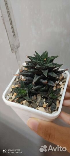 Детки сортовых хавортий