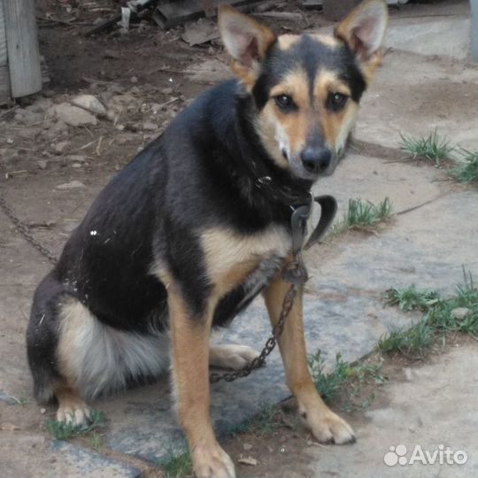 Молодая собака Алиса