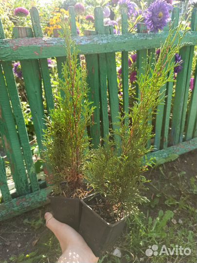 Туя смарагд