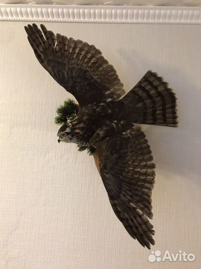 Чучело ястреба