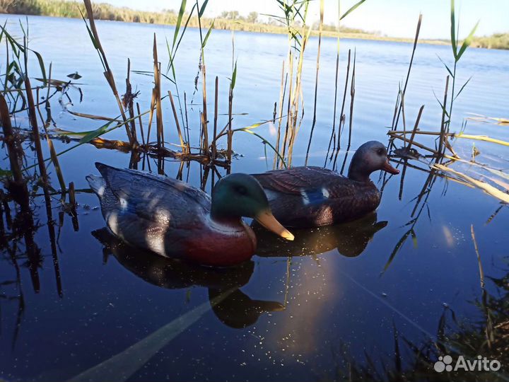 Чучела уток для охоты кряква
