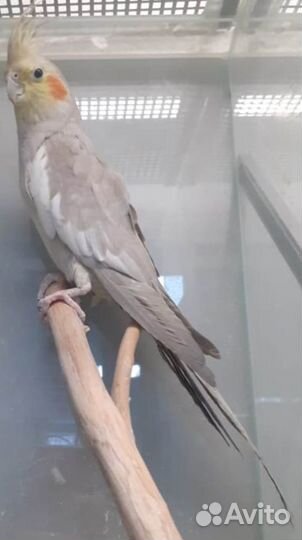 Попугаи волнистые, кореллы, неразлучники, ручные