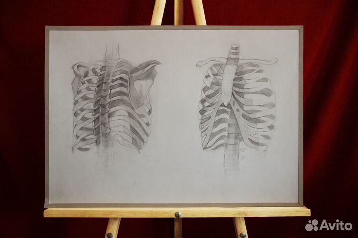 Анатомические рисунки 