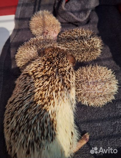 Африканский карликовый ёж