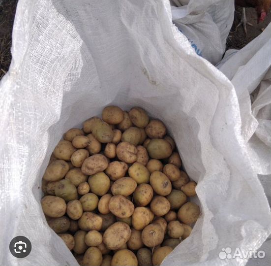 Мелкий Картофель