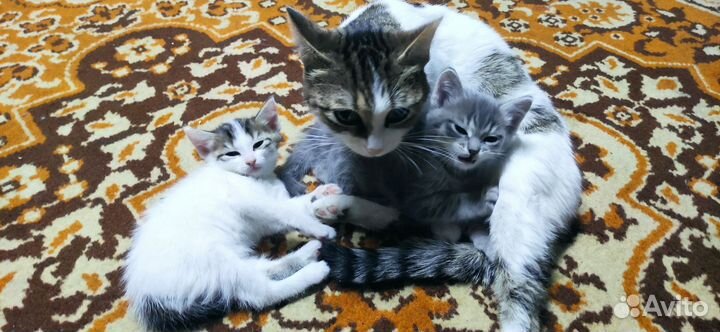 Котята в добрые руки бесплатно