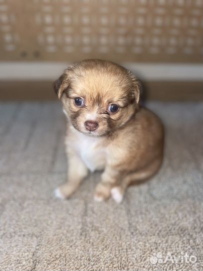 Щенки чихуахуа