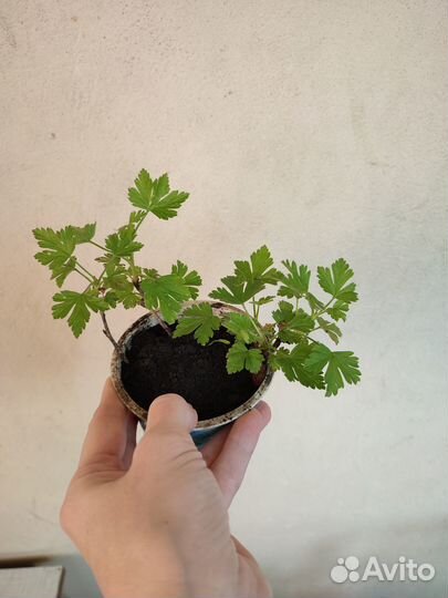 Саженцы крыжовника