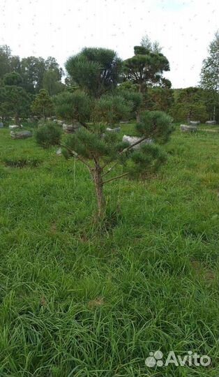 Туя Колумна для живой изгороди