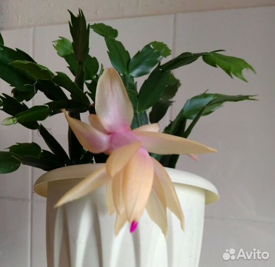 Декабрист (разные цвета)