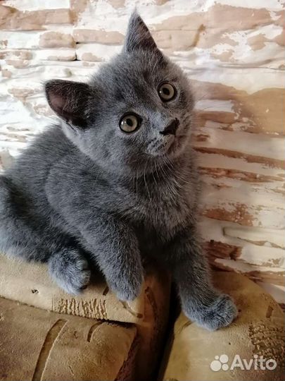 Британский котенок
