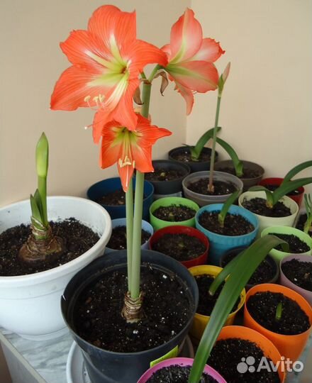 Гиппеаструм Красно-розовый,Оранжево-розовы,Зелёный