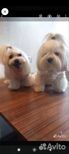 Оксана, грумер стрижка собак