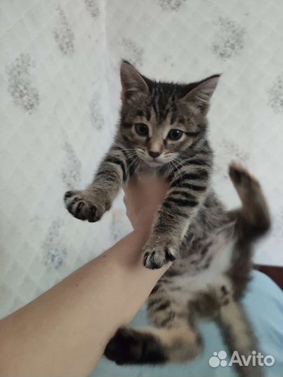 Девочка 3 мес