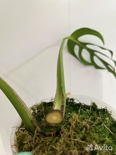 Морстера Burle Marx Flame