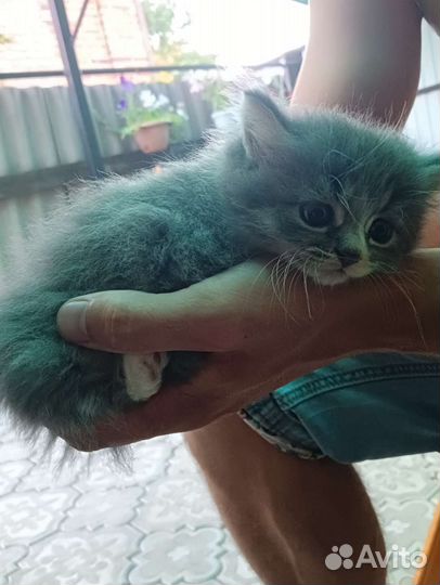 Котята