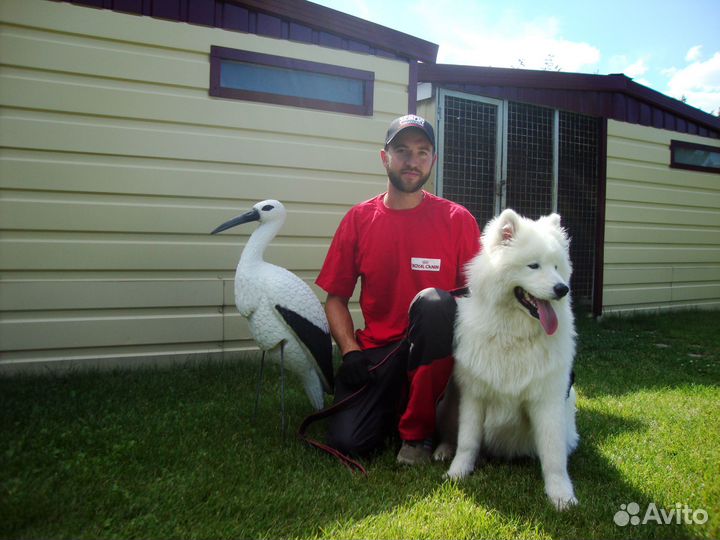 Передержка собак (гостиница для собак)