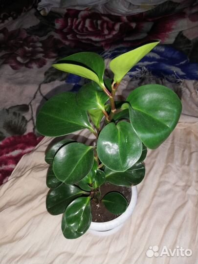 Пеперомия, алоэ-вера, кактус