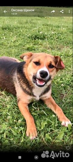 Собака в добрые руки