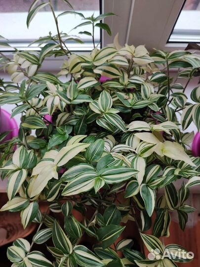 Традесканции разных сортов