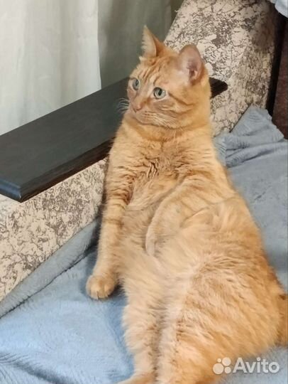 Рыжий кот