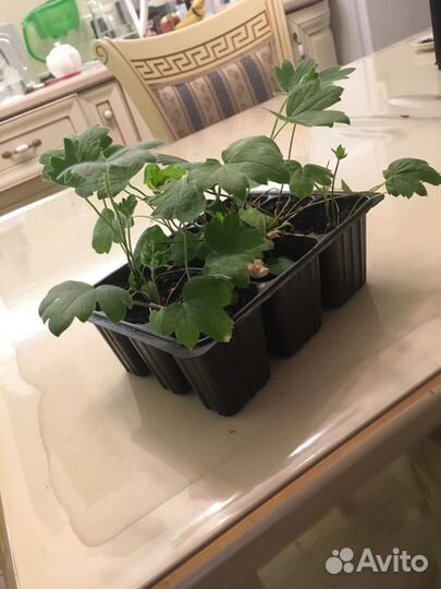 Дельфиниумы