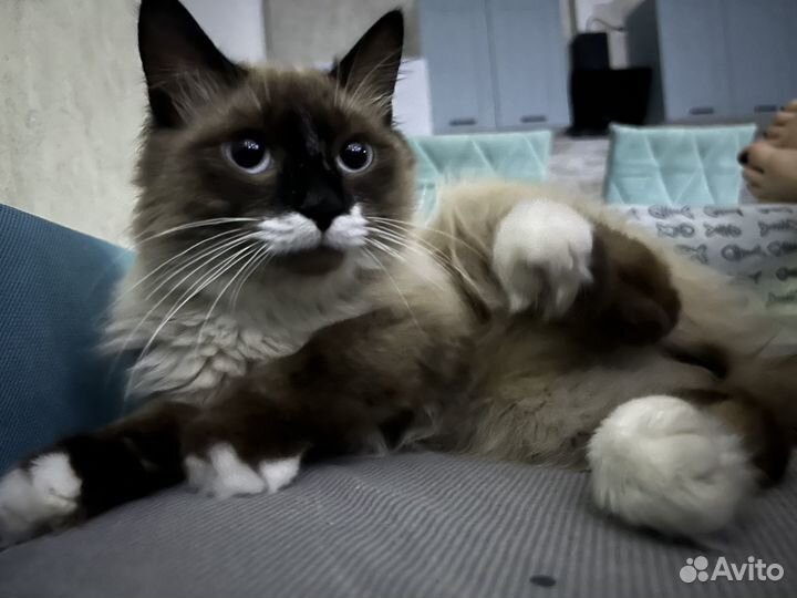 Кошки рэгдолл