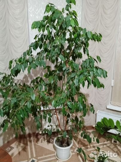 Комнатные растения