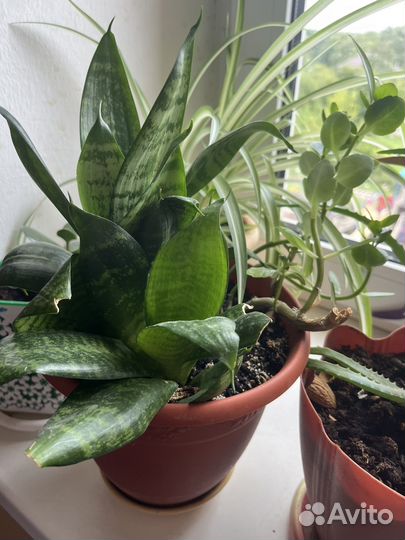 Комнатные растения