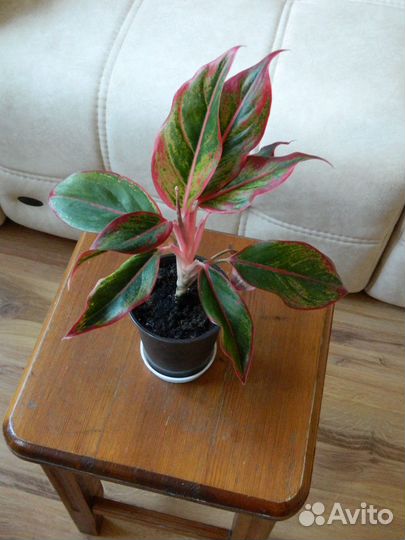 Аглаонема Крит