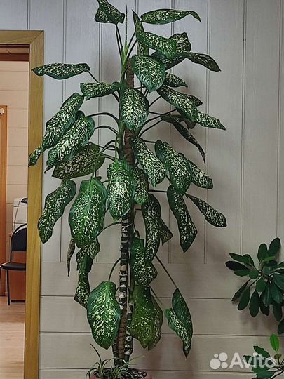 Диффенбахия