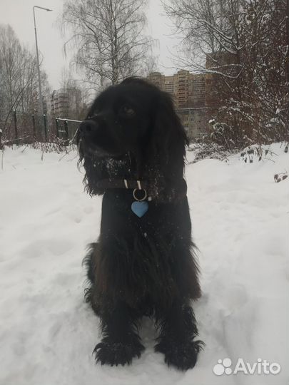 Русский Кокер спаниель на вязку